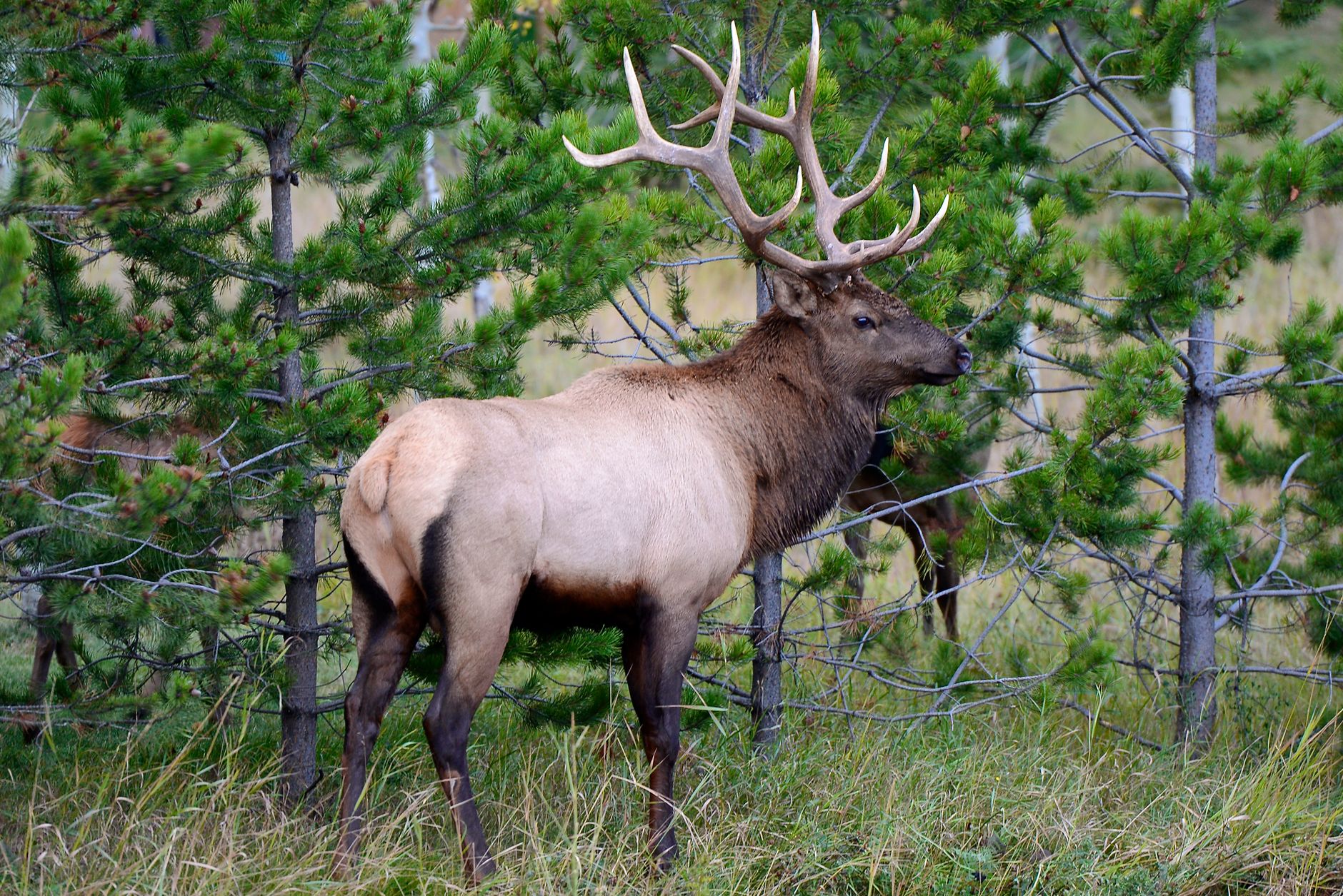 majestic elk in lush pine forest setting
